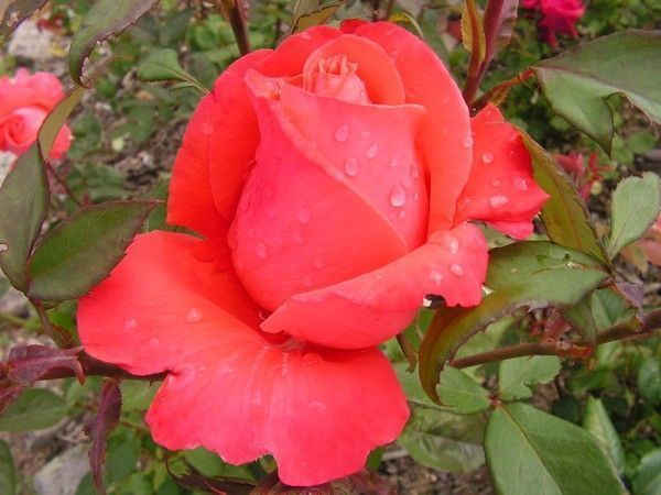 ROSE ORANGEE